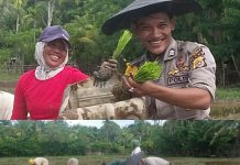 Bangun Kesadaran Dan Partisiapsi Masyarakat Terhadap Kamtibmas ” Bahbinkamtibmas Polsek Salang Tanam Padi Bersama Masyarakat.