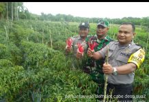 Bhabinkamtibmas Hadiri Panen Raya Cabai