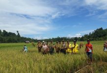 Kapolsek Teluk Dalam Hadiri Panen Padi Perdana Di Desa Kuala Bakti