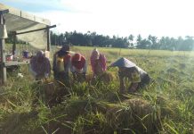 Bhabinkamtibmas Polsek Salang Panen Padi Bersama Petani.