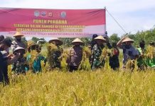 POLRI bersama TNI dan Forkopimda Laksanakan Panen Padi Perdana Serentak dalam Rangka Ketahanan Pangan