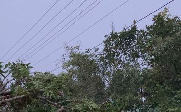 KAPOLRES SIMEULUE TERJUN LANGSUNG EVAKUASI POHON TUMBANG