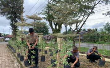 Personel Polres Simeulue Laksanakan Perawatan Tanaman Tomat untuk Ketahanan Pangan
