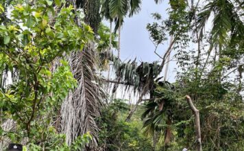 Polsek Simeulue Barat Laksanakan Patroli Rutin Karhutla, Wilayah Terpantau Aman dan Kondusif
