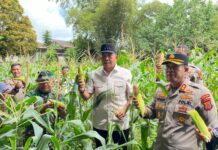 POLRES SIMEULUE IKUTI ZOOM MEETING DAN GELAR PANEN JAGUNG SERENTAK KUARTAL III TAHUN 2025