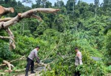 Kapolsek Teluk Dalam Pimpin Pembersihan Pohon Tumbang, Akses Jalan Kembali Lancar